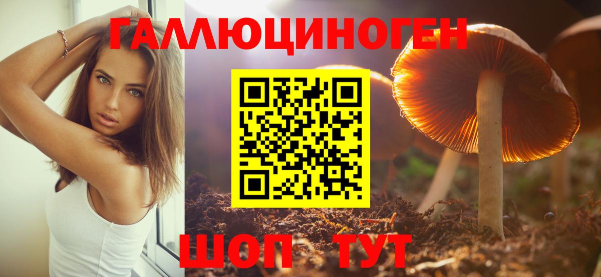 Курчалой  Галлюциногенные грибы прущие грибы  Вход с VPN  Галлюциногенные грибы GOLDEN TEACHER 
